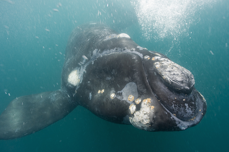  为何露脊鲸的睾丸有1000斤，比蓝鲸还重20倍？都怪“多夫多妻制”