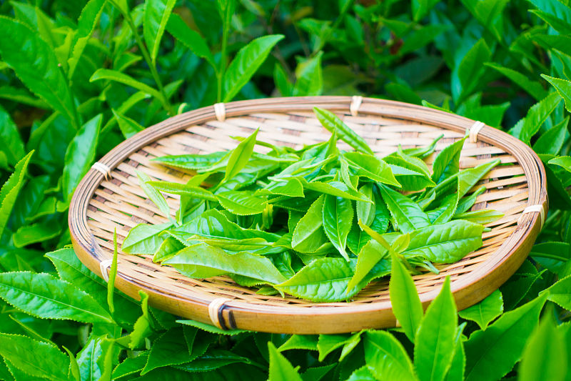 心血管疾病|长寿秘诀被公开,常饮一物抗癌、抗衰老、降糖、降脂,益长寿