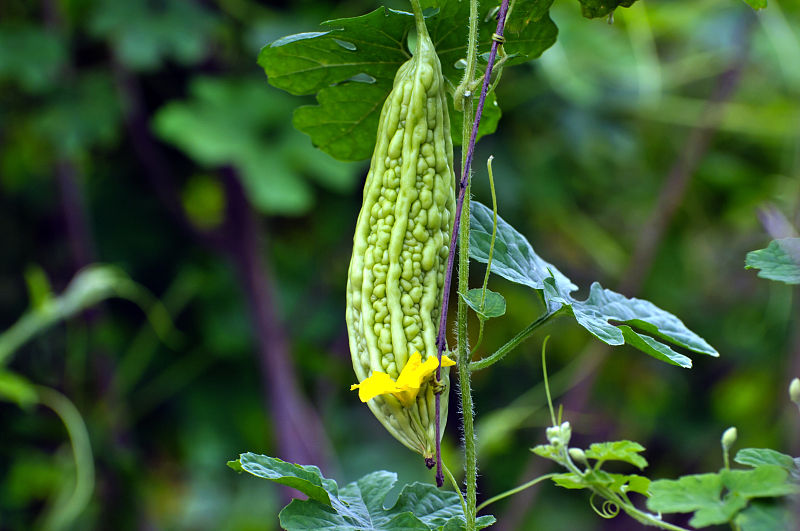 糖尿病|糖尿病避免高血糖，少吃3样食物，多吃4物就可以