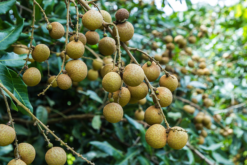 糖尿病|糖尿病避免高血糖，少吃3样食物，多吃4物就可以