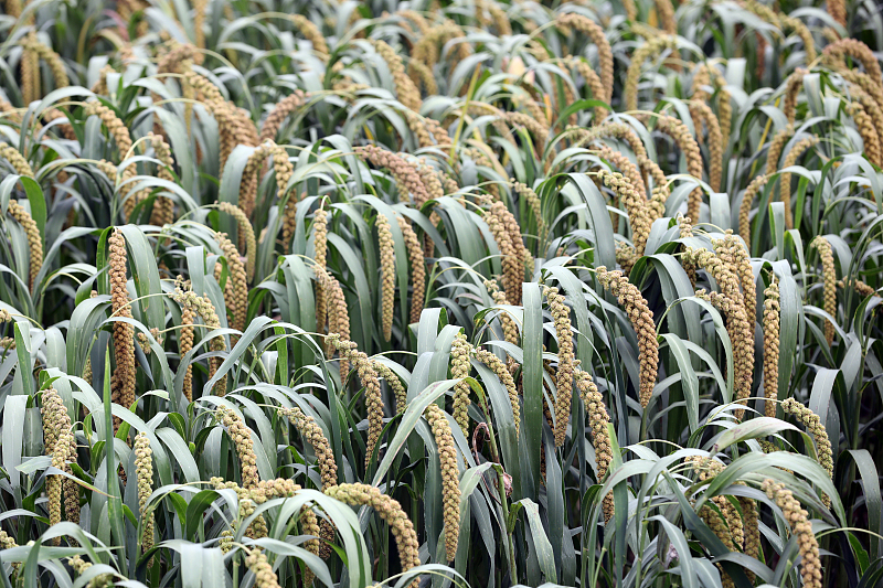鸡蛋|鸡蛋是伤肝还是养肝呢？每天吃几个比较好呢？多数人还是不清楚