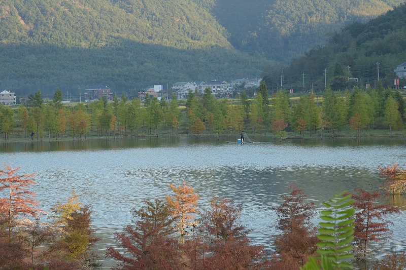 語若語非 臺州“粗人”變“雅人”，椒江57歲老板下鄉當起牡丹花主人