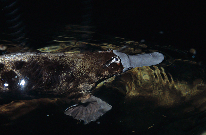  人类的恶作剧产物？鸭嘴兽长着鸭子的嘴，海狸的身体，充满了神秘