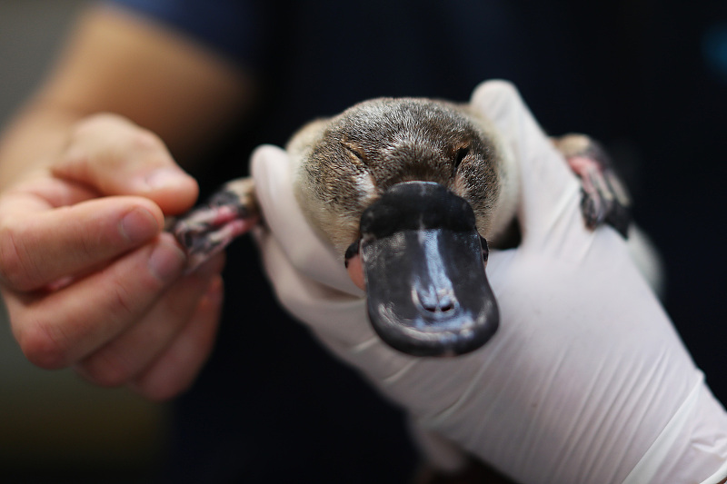  人类的恶作剧产物？鸭嘴兽长着鸭子的嘴，海狸的身体，充满了神秘
