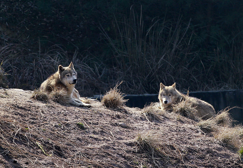 后代 ?狼群以家庭为单位,低级狼没有交配权,怎么繁殖自己的后代?