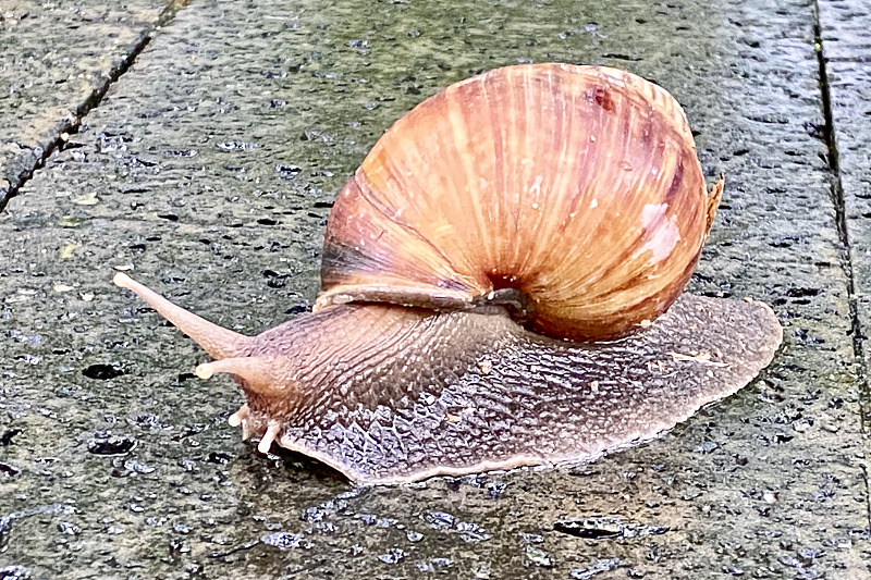  蜗牛碰上盐就会化为“一滩水”！它感觉到舒服还是痛苦？