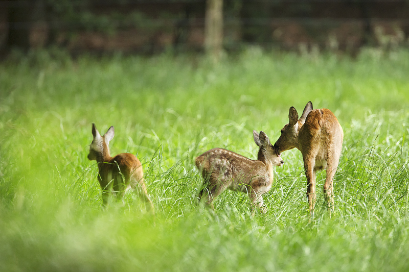 太空 狍子一点也不傻，有能力躲过虎豹捕食，只是人类不按常理出牌
