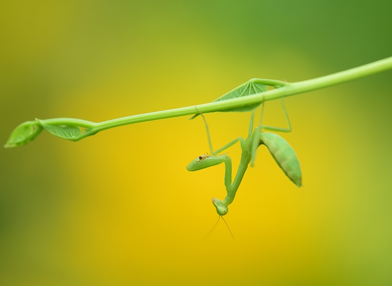 科学家 螳螂交配完后，为何母螳螂会把丈夫吃掉？网友：转头就六亲不认