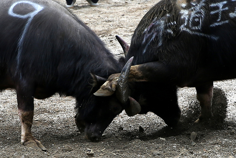 语若语非 常州溧阳一只公水牛突然发狂，撞伤一男飞奔恍如牛魔王，毙了！