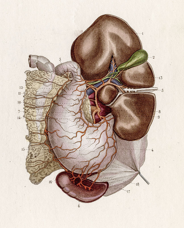 肝脏|最简单的养肝“处方”已找到!坚持6件事,保护肝脏,远离肝病!