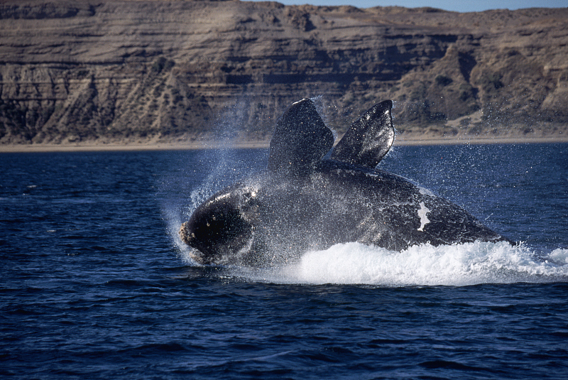  为何露脊鲸的睾丸有1000斤，比蓝鲸还重20倍？都怪“多夫多妻制”