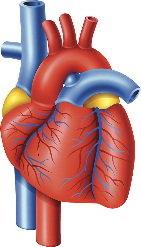 韭菜|心绞痛是冠心病心肌缺血的信号？你需要了解一下