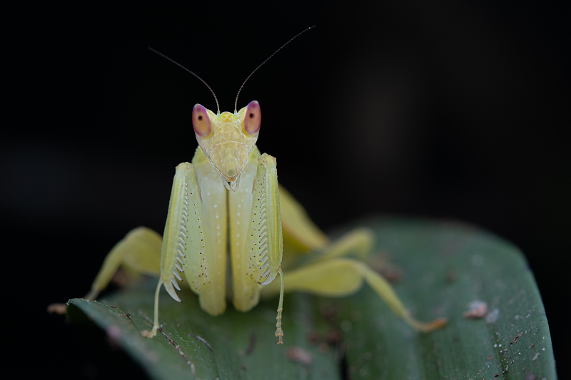 科学家 螳螂交配完后，为何母螳螂会把丈夫吃掉？网友：转头就六亲不认