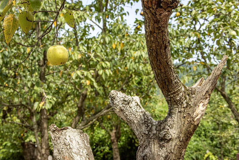 鸡蛋|鸡蛋是伤肝还是养肝呢？每天吃几个比较好呢？多数人还是不清楚