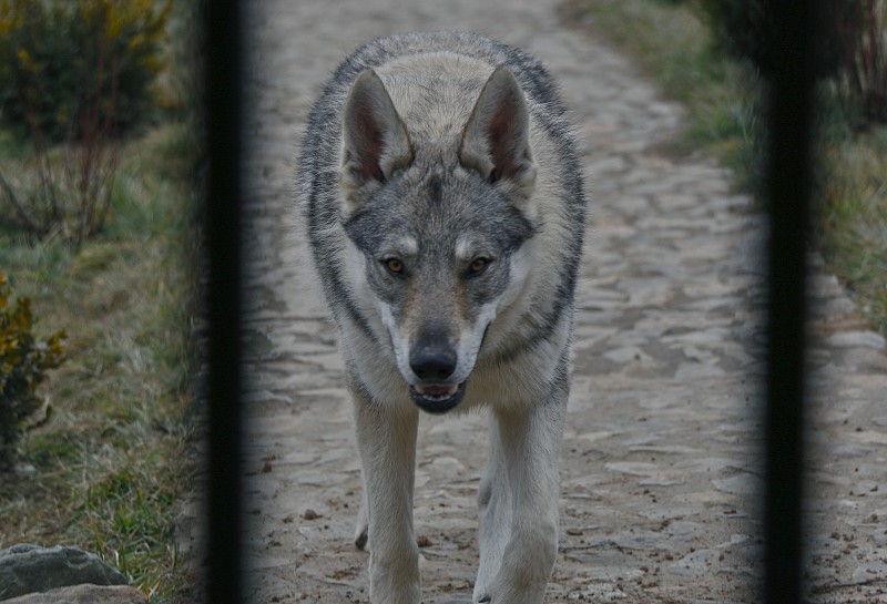 后代 ?狼群以家庭为单位,低级狼没有交配权,怎么繁殖自己的后代?