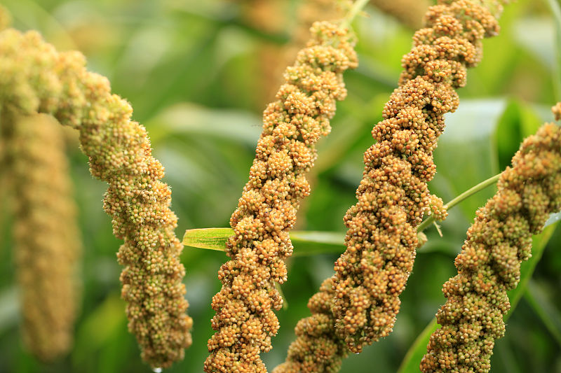 中风|50岁之后可以坚持这4大饮食原则，恭喜你，长寿已开始“留意”你