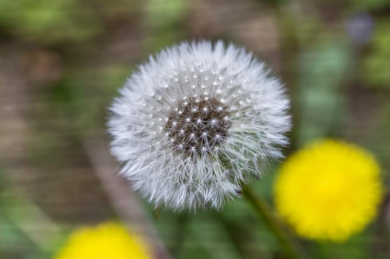 黄芪|?38岁大哥查出脂肪肝，每天喝蒲公英水，3个月后，身体怎么样了？