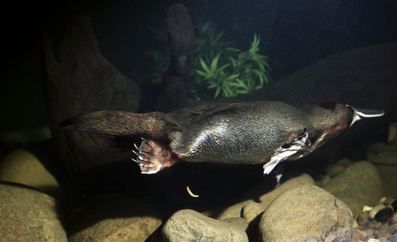  人类的恶作剧产物？鸭嘴兽长着鸭子的嘴，海狸的身体，充满了神秘