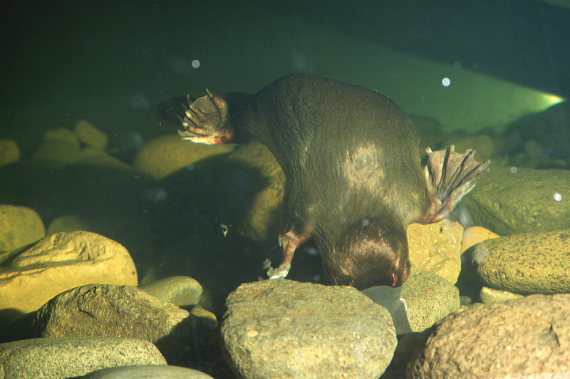  人类的恶作剧产物？鸭嘴兽长着鸭子的嘴，海狸的身体，充满了神秘
