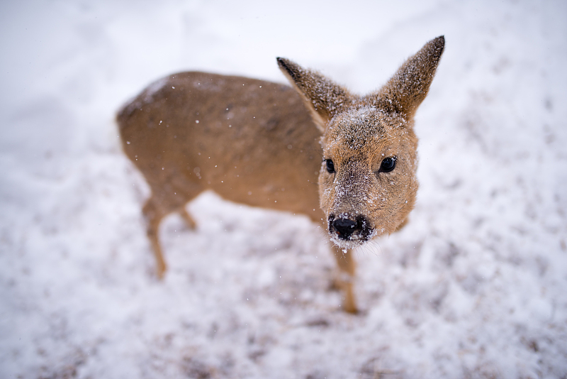 太空 狍子一点也不傻，有能力躲过虎豹捕食，只是人类不按常理出牌