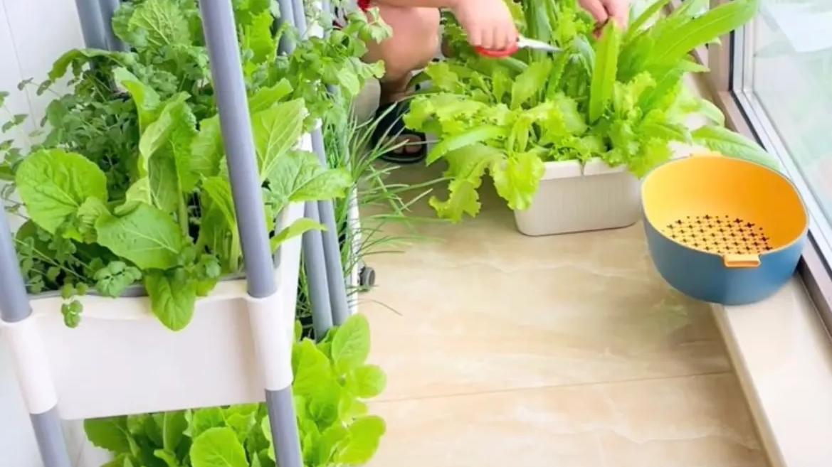 不足6㎡的阳台，开辟出块小菜园，再也不用怕疫情没菜吃了