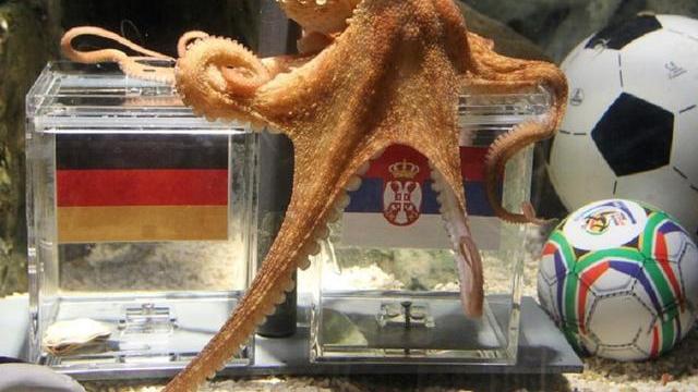 章鱼会威胁到人类吗？种种迹象表明：它们智商已“超乎人类想象”