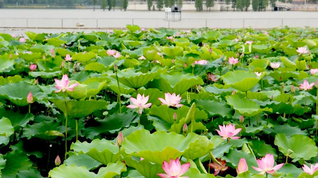 |莲商会 这份赏花攻略，请收下