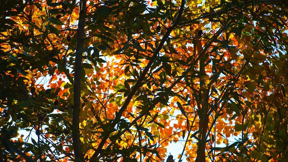 池塘|山村村民搞养殖，池塘里丢满竹枝，看为啥能“增收”