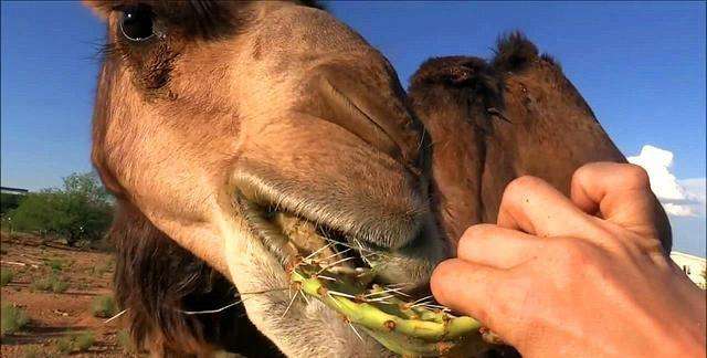 骆驼嘴中的神秘肉球！为什么吃仙人掌不怕扎嘴