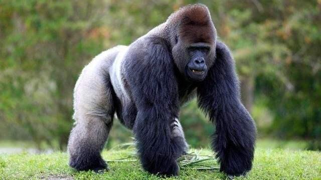 动物界的“大力士”：除战斗力爆棚的猩猩，袋鼠为啥能上榜？