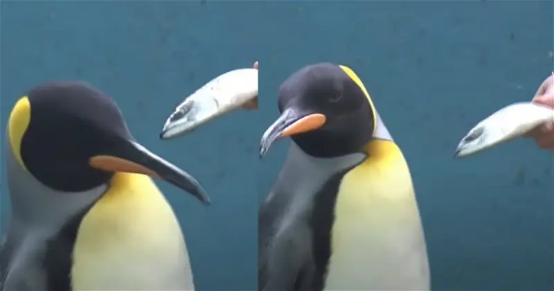日本神奈川水族馆喂食馆内动物较低价的饲料 却遭到挑食的企鹅与水獭拒吃