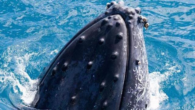 假如被鲸鱼吞下，携带一把锋利的刀，可以顺利从鲸鱼体内逃出吗？