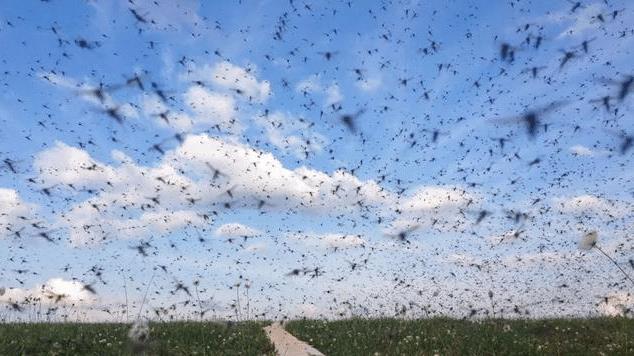 北极如此寒冷，为什么会成为全球蚊子密度最大的地方？