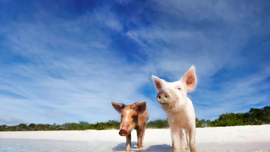 旅行社|传说中的“猪岛”，被50头猪占领，竟严禁人类定居？