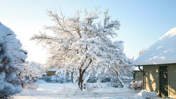 胡杨林|中国最美的雪景是哪里？