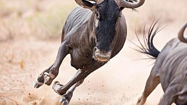 非洲草原最热爱迁徙的动物，一年奔袭3200公里，长着牛头马面羊须