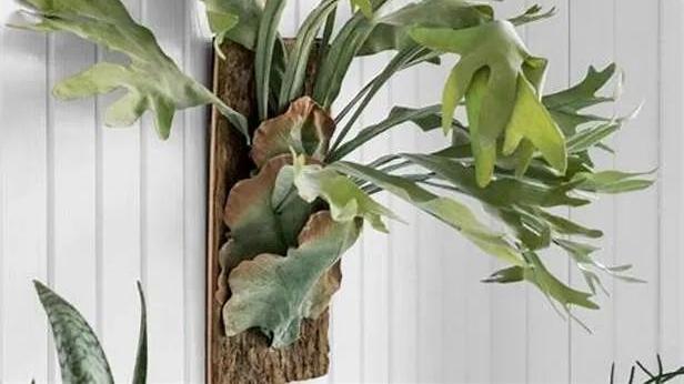 低光照环境中如何选择家居植物