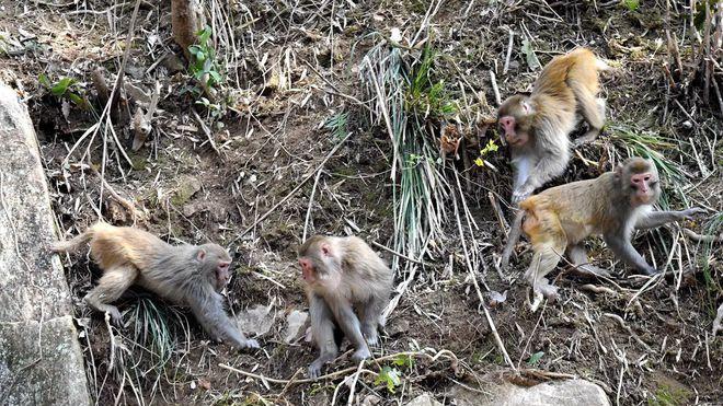 “金丝猴很优雅，不抢东西”！同样是猴，为啥猕猴却成泼猴？