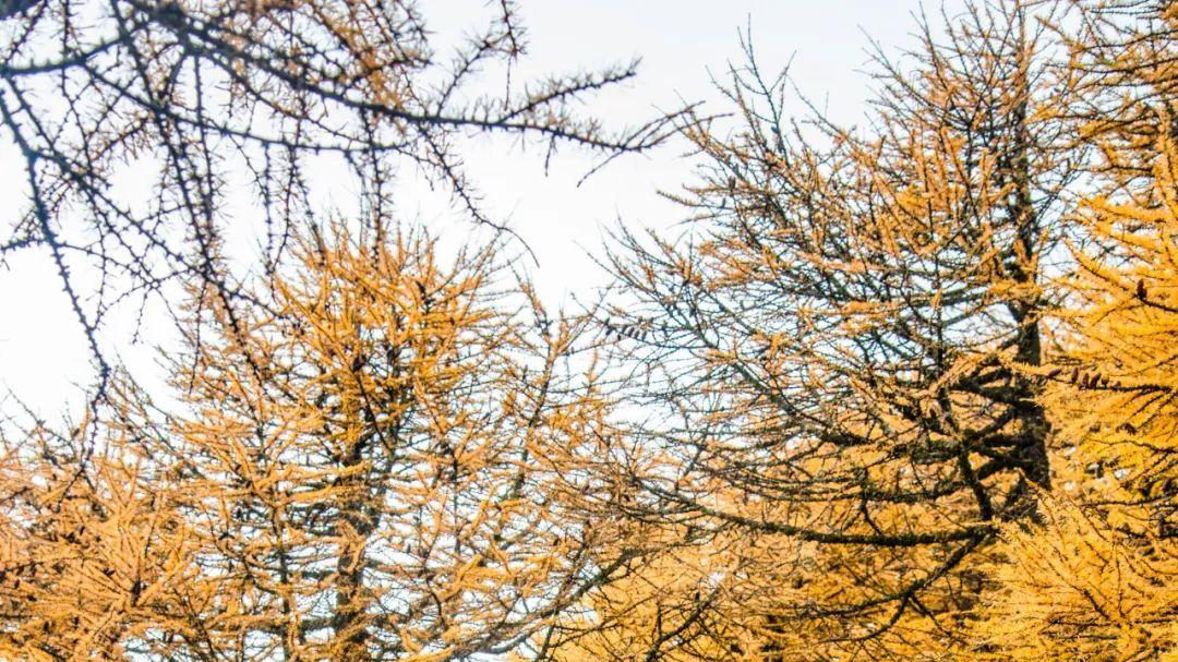 峨眉山|10月下，中国最美的赏秋地不在别处，而是在陕南，去一次秦岭！