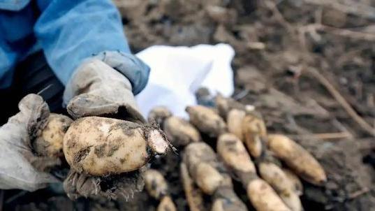 入末伏后，有钱没钱，建议：吃3白，忌1红，出伏不受苦为秋冬准备