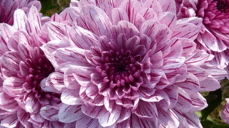 天蝎座|这些星座最容易因为什么原因对你厌倦？有的追求完美