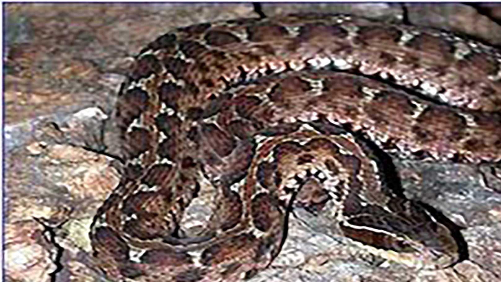 我国的十大毒蛇分别是谁？它们各自又有怎样的性格呢？