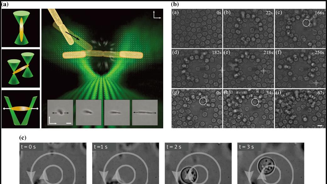 先进的光学镊子如何彻底改变细胞操作