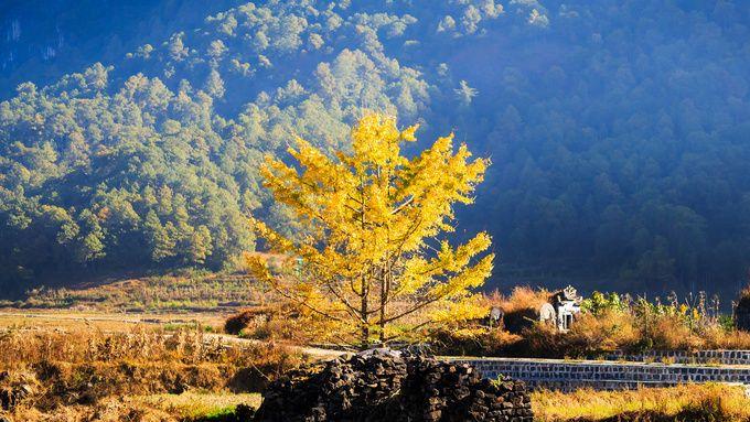 胡杨林|10月最佳旅游地推荐：秋光潋滟，怎能错过这绝美又惊艳的山林风光