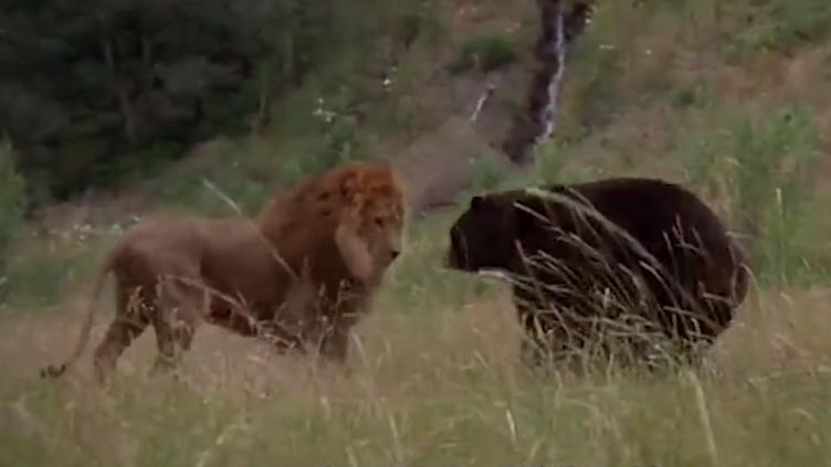 雄狮在野外遭遇了一头黑熊，本以为黑熊会完胜，结局却出乎意料。