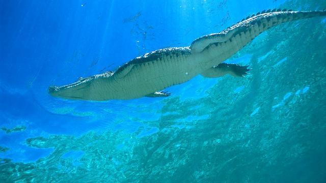 1.6米长鳄鱼现身常熟河道，凶猛会咬人，这么小鳄鱼还需担忧吗？