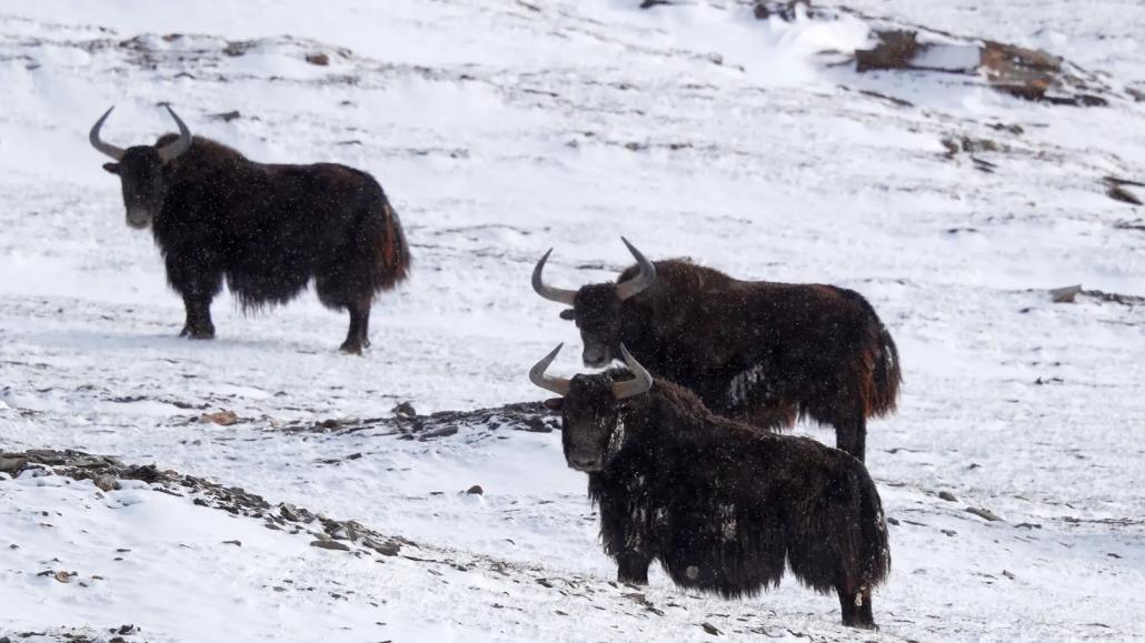 青岛市|游客跟随导游在羌塘无人区旅游时，遇见狼群围攻一只野牦牛