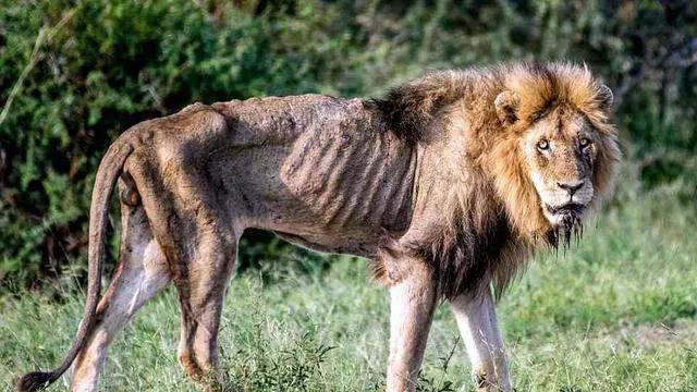 雄狮成为狮王后之所以不主动狩猎，那是因为它作为最臭的动物之一，它很懒