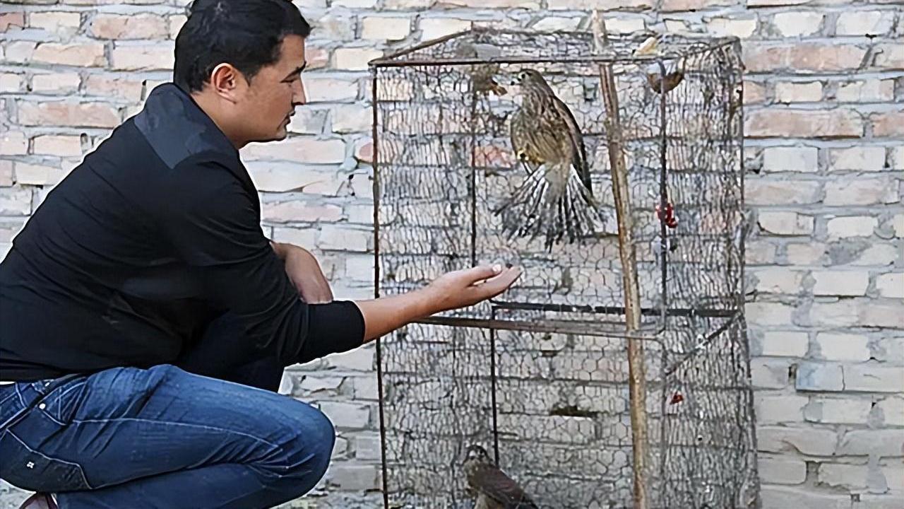 17年河南菜农捡一凶鸟，专家：幸亏没放生，村民笑他错失500万