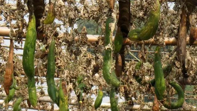 老话“秋败茄子似毒药，秋败丝瓜似良药”啥意思？为啥秋茄子有毒